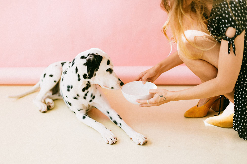 ¿Cuál es la mejor marca de comida para perros ...